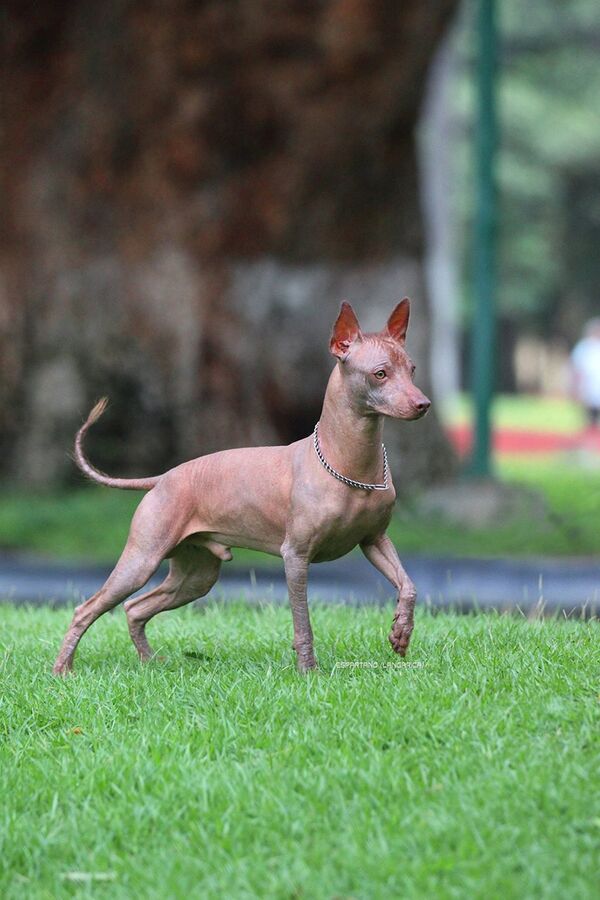 El xoloitzcuintle - Sputnik Mundo