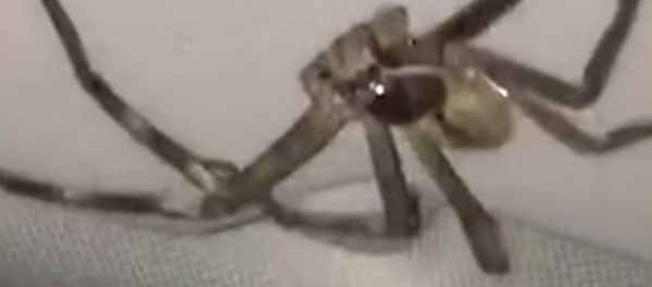 Una monstruosa araña 'toma de rehén' a una conductora - Sputnik Mundo