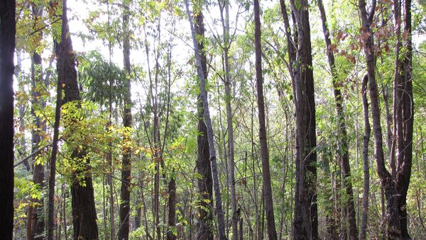 Un bosque con fresnos - Sputnik Mundo