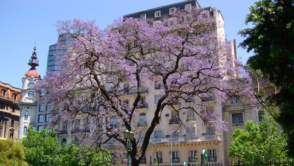 Un árbol de jacarandá en Buenos Aires - Sputnik Mundo