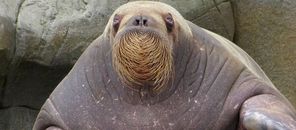 Una morsa Una morsa - Sputnik Mundo