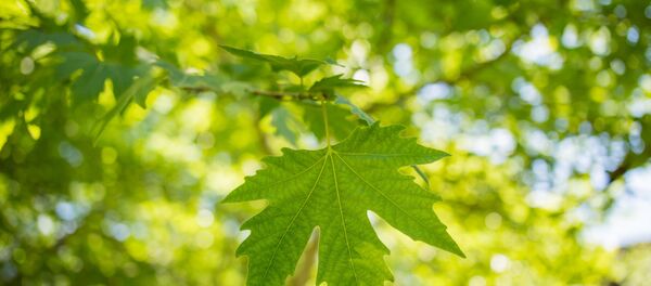 Una hoja verde (imagen referencial) - Sputnik Mundo