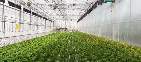 Un invernadero (imagen referencial) - Sputnik Mundo