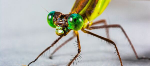 Una libélula - Sputnik Mundo