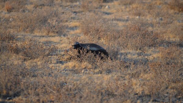 Un tejón melero Un tejón melero - Sputnik Mundo