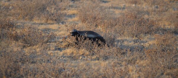 Un tejón melero - Sputnik Mundo