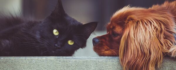 Un gato y un perro (imagen referencial) - Sputnik Mundo
