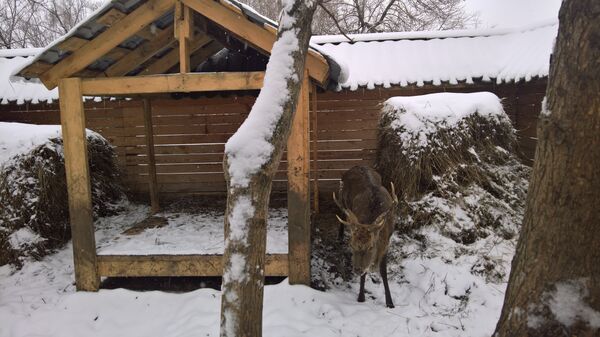 El ciervo de Altái - Sputnik Mundo