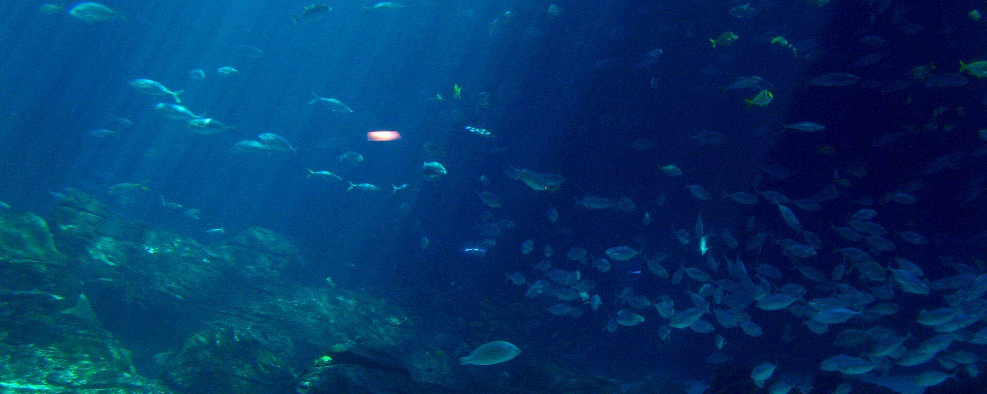 El fondo marino (imagen referencial) - Sputnik Mundo, 1920, 24.05.2019