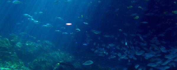 El fondo marino (imagen referencial) - Sputnik Mundo