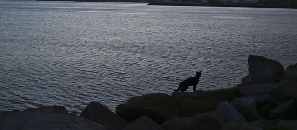 En la base naval Mar del Plata tras la desapación del submarino argentino ARA San Juan - Sputnik Mundo