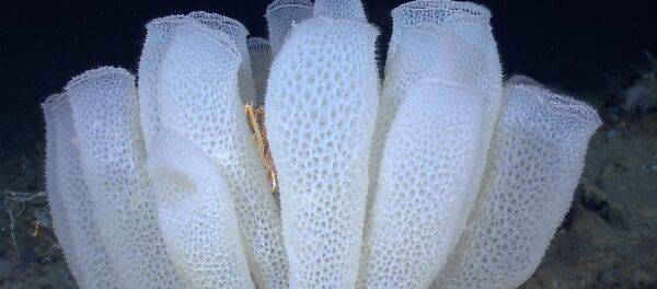 Esponja marina - Sputnik Mundo