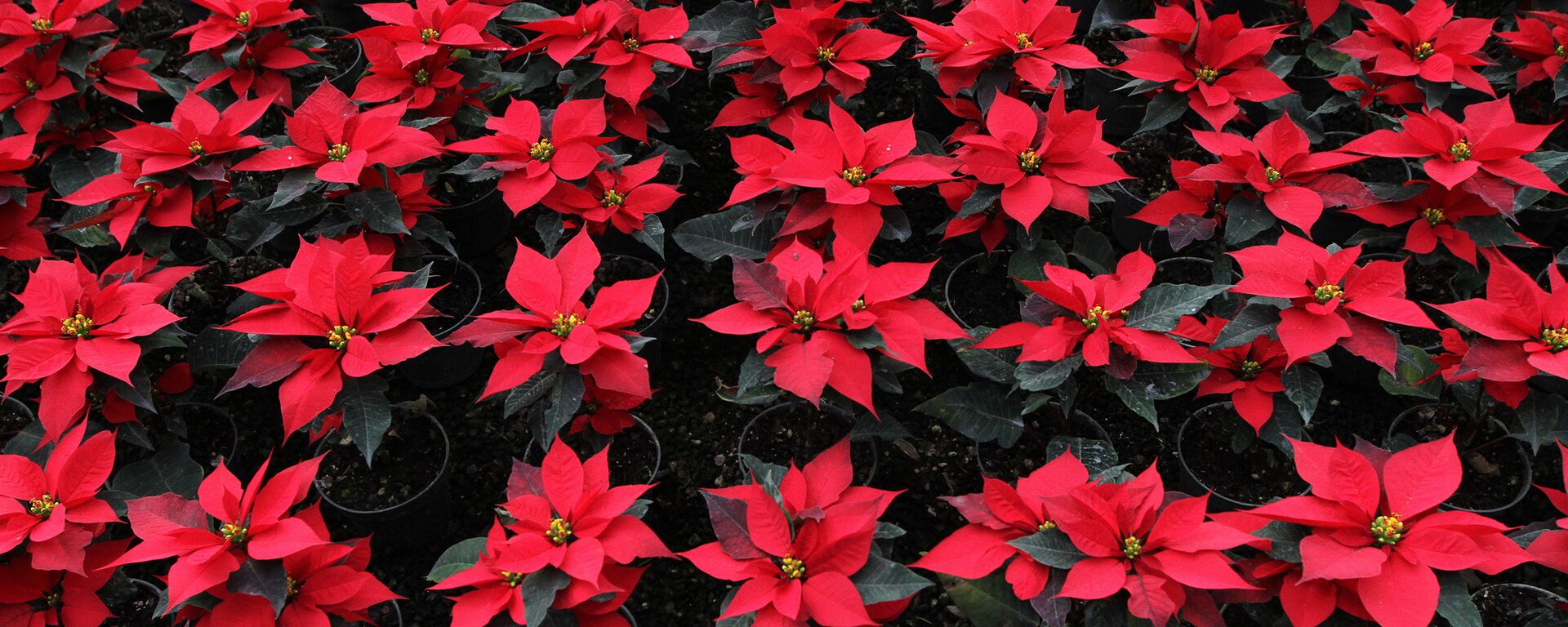 Flor de Nochebuena - Sputnik Mundo, 1920, 07.12.2021