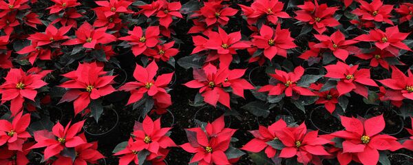 Flor de Nochebuena - Sputnik Mundo