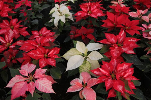 La flor de Nochebuena de diferentes colores - Sputnik Mundo