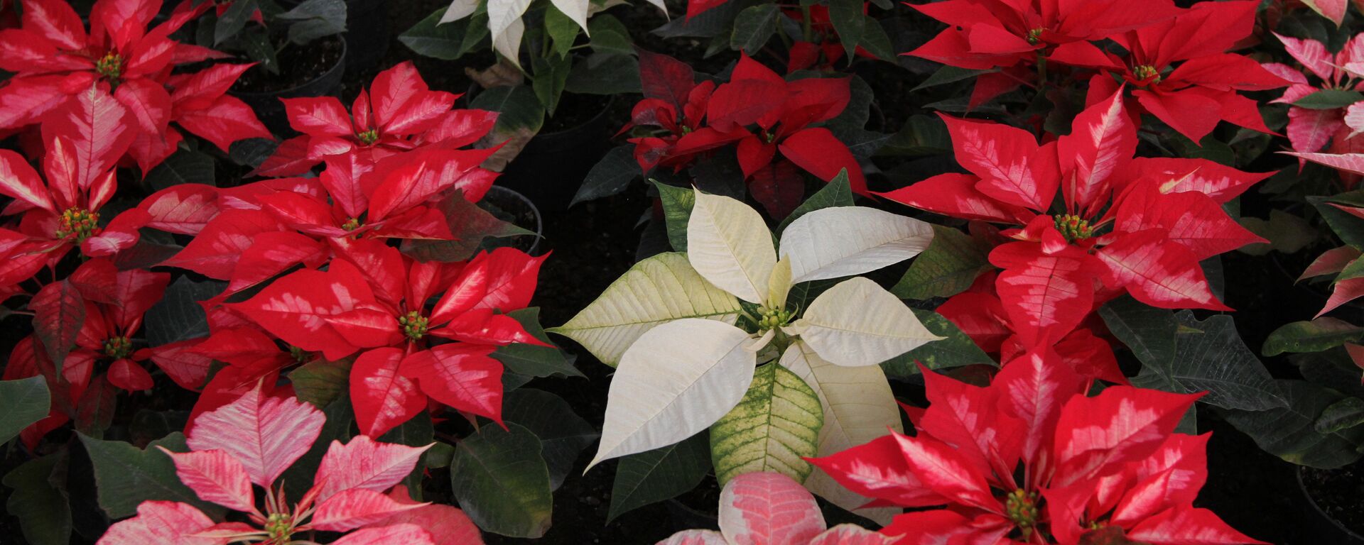 La flor de Nochebuena de diferentes colores - Sputnik Mundo, 1920, 22.12.2021