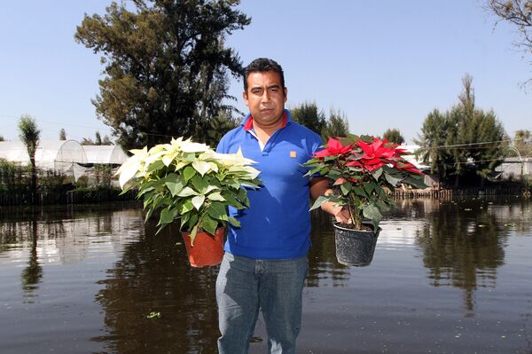 Productor de las flores de Nochebuena, México - Sputnik Mundo