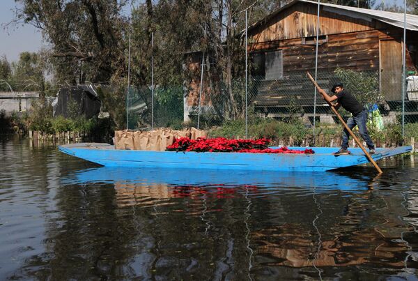 Las flores de Nochebuena en canoa - Sputnik Mundo