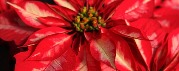 La flor de Nochebuena - Sputnik Mundo