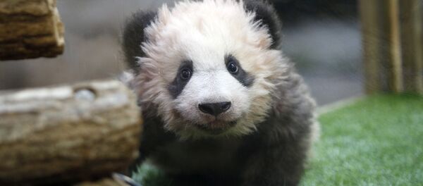 El bebé panda, llamado Yuan Meng, nombre que significa Sueño hecho realidad - Sputnik Mundo