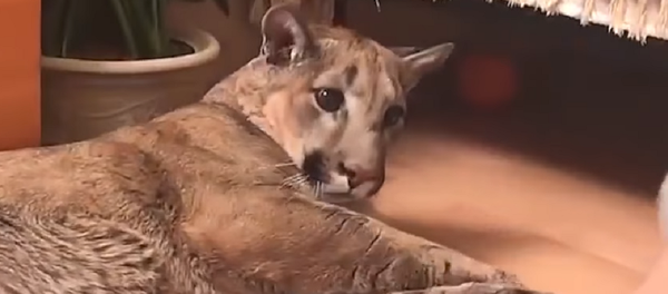 ¡Qué tierno! Un ruso le hace la manicura a su puma doméstico - Sputnik Mundo