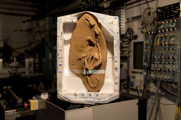 Halszkaraptor escuilliei - Sputnik Mundo