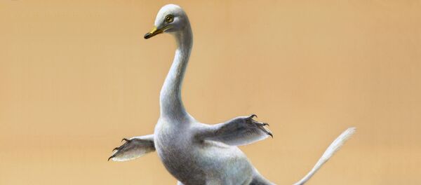 Halszkaraptor escuilliei, reconstrucción Halszkaraptor escuilliei, reconstrucción - Sputnik Mundo