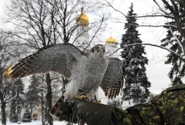 Los inusuales guardianes del Kremlin Los inusuales guardianes del Kremlin - Sputnik Mundo