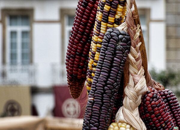 Las mazorcas de maíz Las mazorcas de maíz - Sputnik Mundo