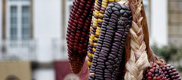 Las mazorcas de maíz - Sputnik Mundo