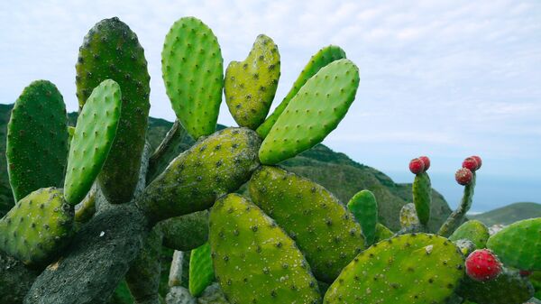 Nopal - Sputnik Mundo