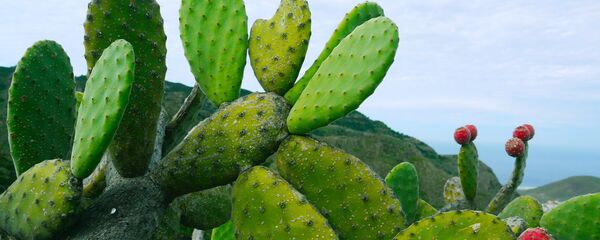 Nopal - Sputnik Mundo