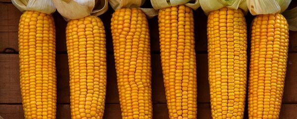 Mazorcas de maíz  - Sputnik Mundo