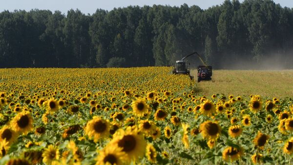 Un campo de girasoles en Rusia - Sputnik Mundo