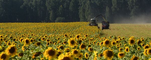 Un campo de girasoles en Rusia - Sputnik Mundo