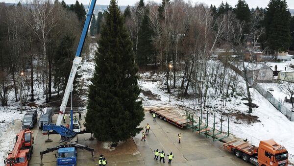 Eligen el árbol de Navidad más importante de Rusia - Sputnik Mundo