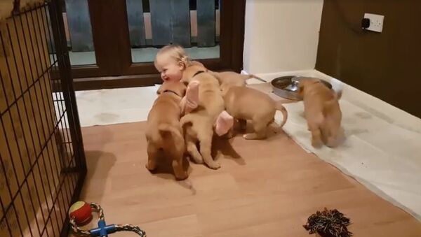 Los cachorros 'atacan' a niña pequeña - Sputnik Mundo