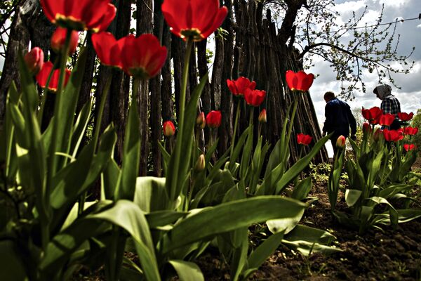 Pekín se rinde a los trabajos ganadores del concurso de fotos Stenin - Sputnik Mundo
