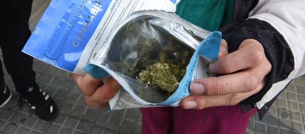 Una variedad del cannabis legal en Uruguay - Sputnik Mundo
