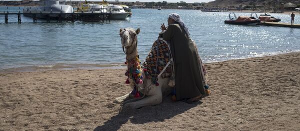 Un camello en la playa de Egipto - Sputnik Mundo