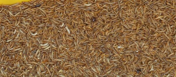 Larvas (imagen referencial) - Sputnik Mundo