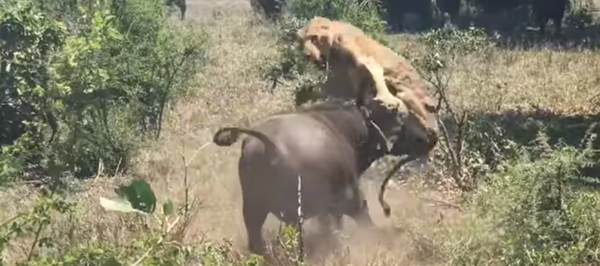 Así fue el ataque de un búfalo contra una leona Así fue el ataque de un búfalo contra una leona - Sputnik Mundo