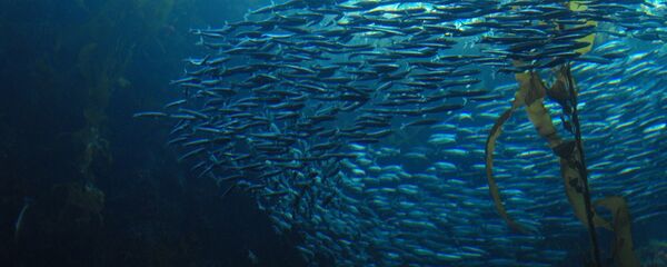 Banco de peces (imagen referencial) - Sputnik Mundo