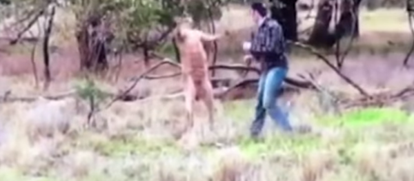 Un canguro y un australiano llegan a las manos por defender a un perro - Sputnik Mundo