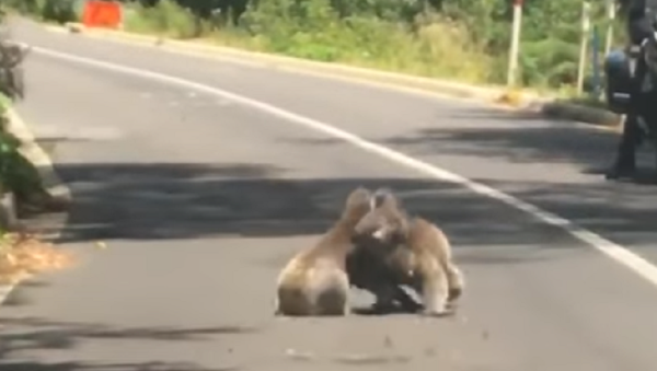 Dos preciosos koalas se van a las manos - Sputnik Mundo