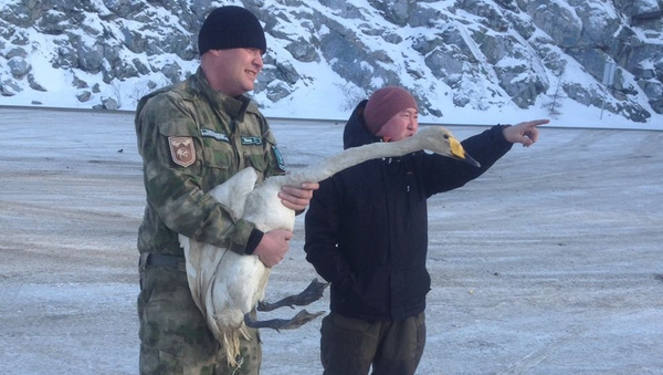 Rescate del cisne Lev - Sputnik Mundo