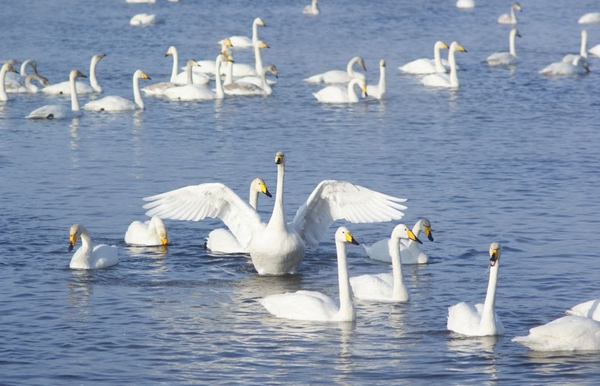 Estas aves eligen el lago desde el año 1967, cuando se registró su presencia por primera vez. - Sputnik Mundo