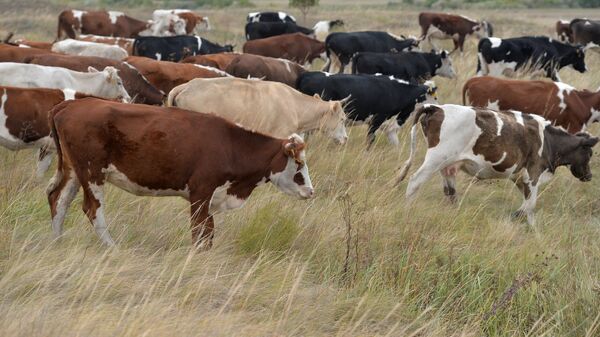 Las vacas en la región de Omsk - Sputnik Mundo