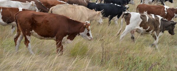 Las vacas en la región de Omsk - Sputnik Mundo