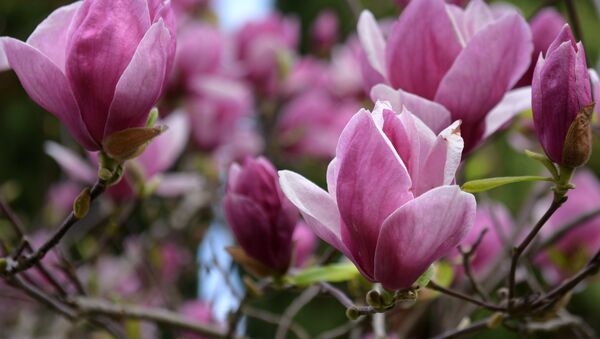 Magnolia (Archivo) - Sputnik Mundo